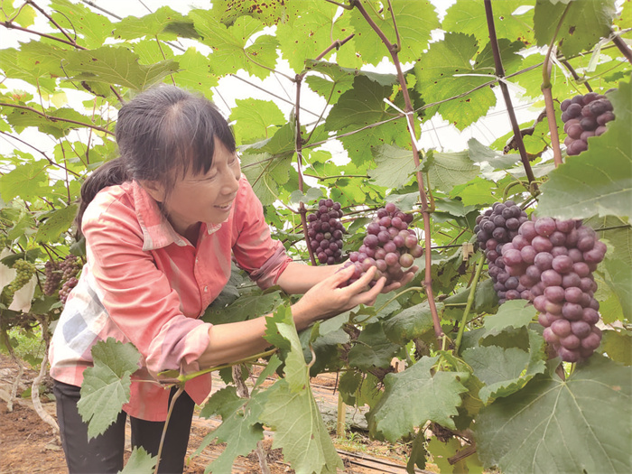 葡萄1.jpg